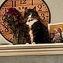 cat, tabby_cat, fluffy, clock, mantelpiece, flowers, vase, family_photo, indoor, home, fur, pet, curious, wide_eyes, decor, wooden_clock, portrait, sitting, white_chest, feline