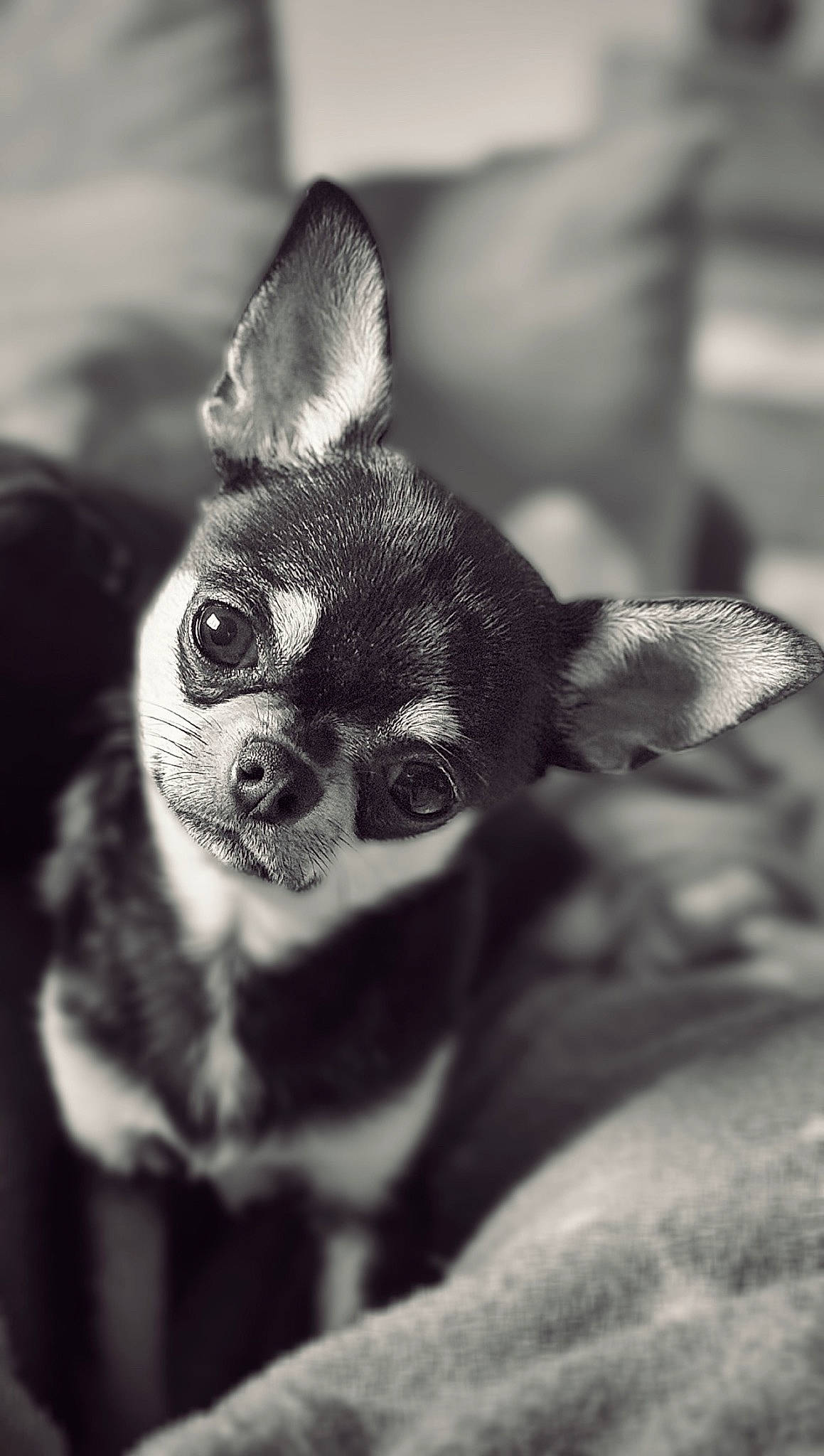 Urio a rejoint le concours — aidez-le/la à gagner de superbes lots ! black_and_white, canidae, carnivore, dog_breed, ear, fawn, felidae, flash_photography, fur, grey, macro_photography, monochrome, monochrome_photography, small_to_medium_sized_cats, still_life_photography, style, tail, terrestrial_animal, toy_dog, whiskers