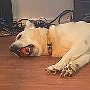 Kevin is registered to the contest to win money with this photo: dog, toy, ball, floor, wooden_floor, collar, indoor, pet, lying_down, playful, resting, cables, electronics, home, animal, mammal, paw, cute, domestic_animal, relaxed