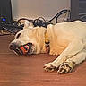 dog, toy, ball, floor, wooden_floor, collar, indoor, pet, lying_down, playful, resting, cables, electronics, home, animal, mammal, paw, cute, domestic_animal, relaxed