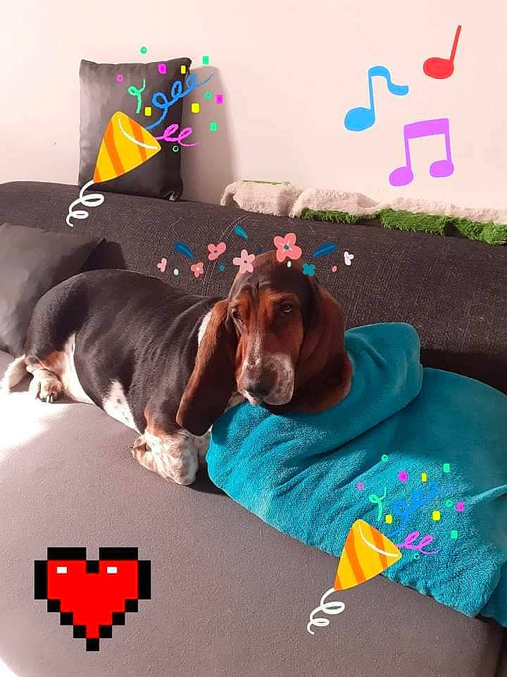 Cookie participe au concours pour gagner de l'argent avec cette photo : brown, canidae, carnivore, companion_dog, dog, dog_breed, dog_supply, linens, liver, logo, sporting_group, symbol, toy, working_animal