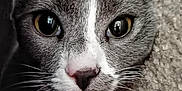 Sapphire is registered to the contest to win money with this photo: cat, close_up, grey_cat, white_fur, yellow_eyes, whiskers, pet, animal, fur_texture, curious, indoors, face, portrait, mammal, domestic_cat, looking, soft_light, detail, cute, feline
