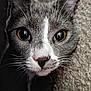 cat, close_up, grey_cat, white_fur, yellow_eyes, whiskers, pet, animal, fur_texture, curious, indoors, face, portrait, mammal, domestic_cat, looking, soft_light, detail, cute, feline