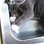 cat, gray_cat, white_paws, sink, metal_sink, curious_cat, indoor, pet, animal, whiskers, paw, closeup, feline, resting, kitchen, domestic_cat, cute, fur, relaxed, side_view