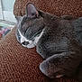cat, sleeping, gray_cat, white_markings, couch, furniture, indoor, pet, relaxed, cozy, close_up, whiskers, fur, resting, domestic_cat, animal, paw, side_view, quiet, peaceful