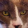 cat, close_up, yellow_eyes, gray_fur, white_fur, whiskers, pet, animal, indoor, portrait, feline, cute, soft_fur, face, nose, ears, alert, domestic_animal, whiskers_visible, mystical_gaze