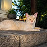 Phoenix joined the competition — help win amazing prizes! animal, calm, cat, cream_color, daylight, ears, eyes, feline, greenery, nature, outdoor, pet, plant, porch, quiet, relaxed, resting, stone_step, sunlight, whiskers