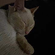 Phoenix joined the competition — help win amazing prizes! animal, calm, cat, closeup, cozy, cream_color, dim_light, domestic_cat, feline, fur, indoor, paw, peaceful, pet, quiet, relaxed, resting, sleeping, soft, whiskers