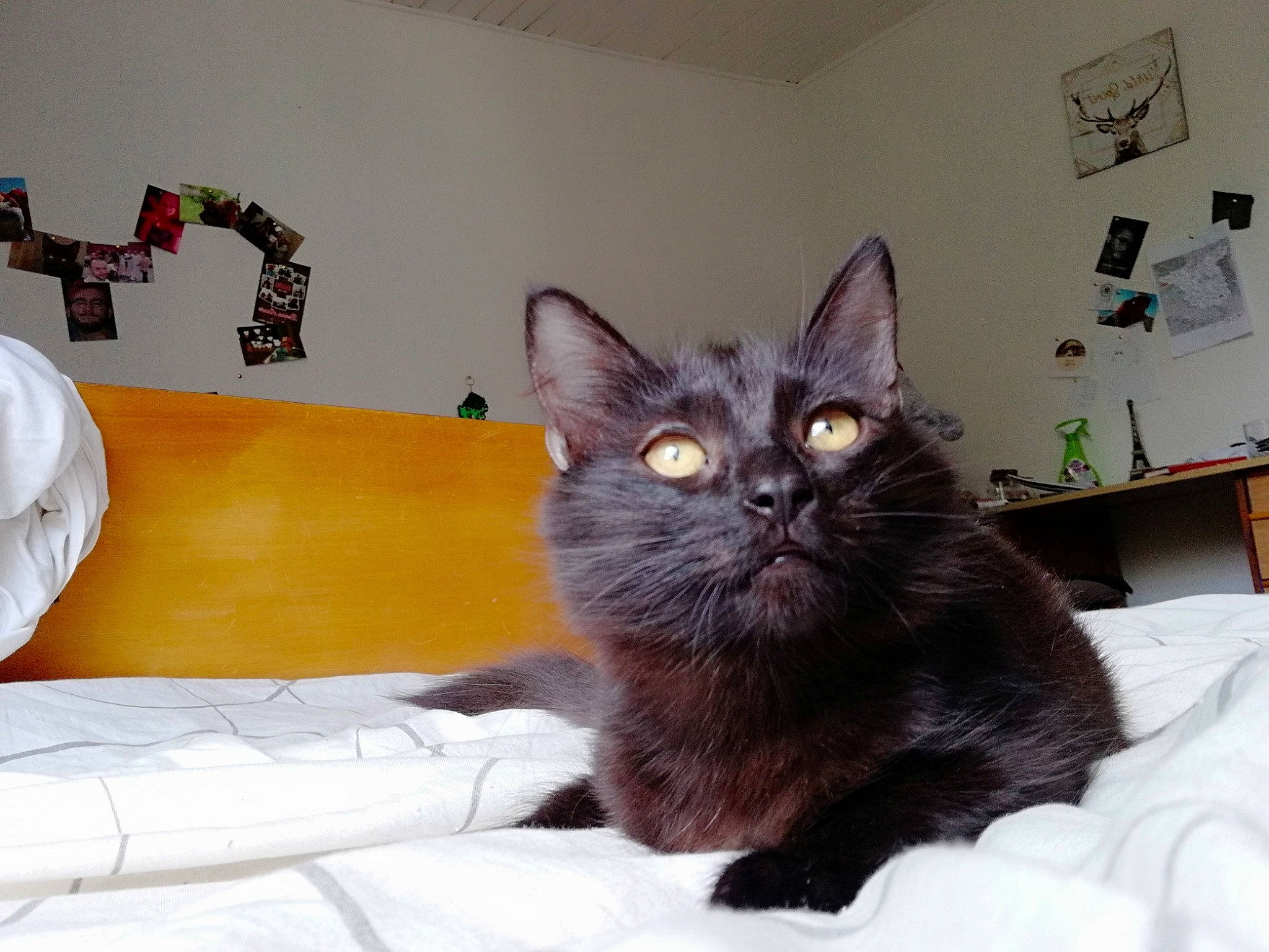 Raymonde a rejoint le concours — aidez-le/la à gagner de superbes lots ! asian, bed, black_cat, carnivore, cat, domestic_long_haired_cat, domestic_short_haired_cat, european_shorthair, felidae, fur, furniture, kitten, korat, maine_coon, mammal, nebelung, norwegian_forest_cat, person, small_to_medium_sized_cats, under_exposed