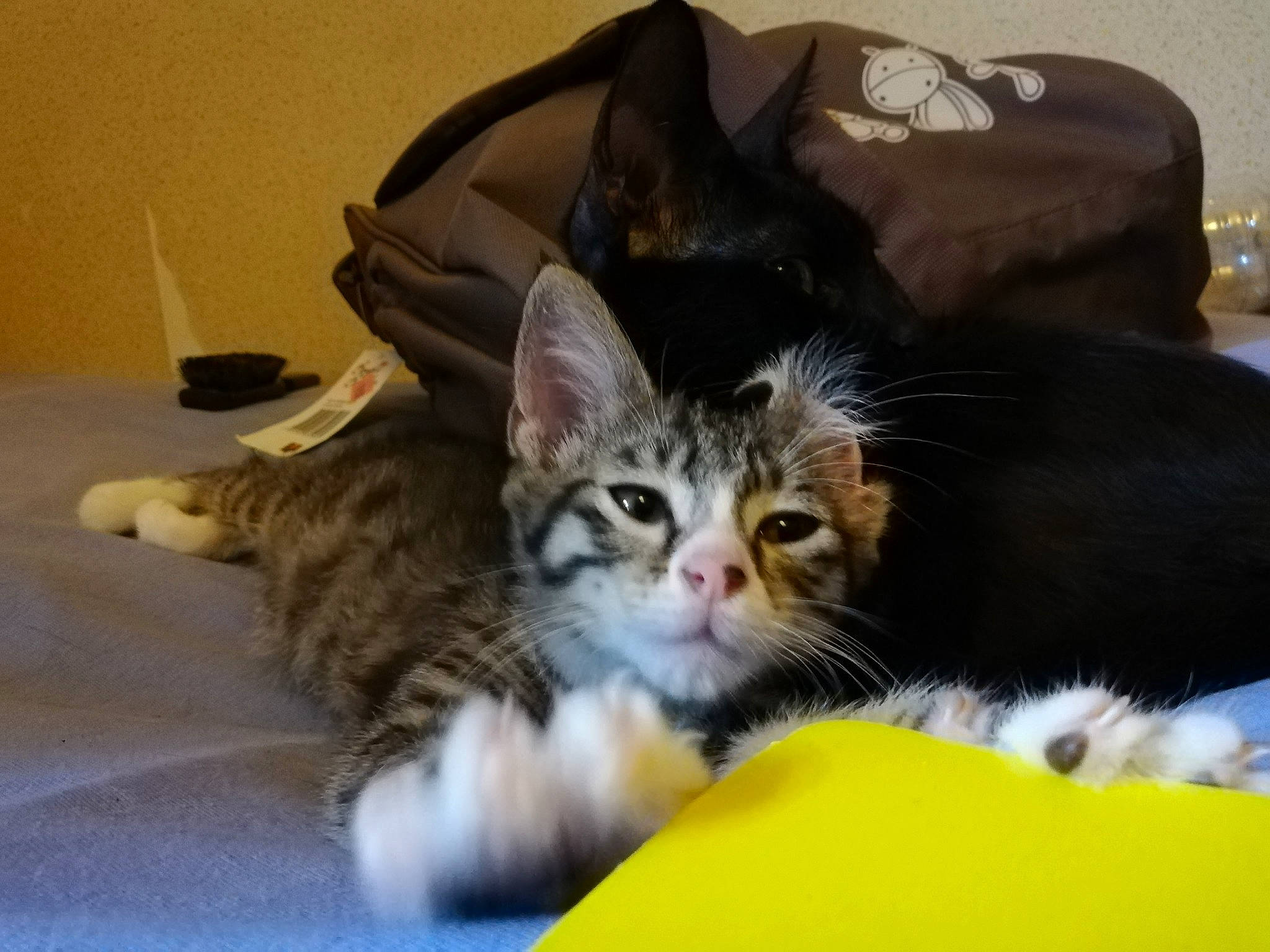 Alfred participe au concours pour gagner de l'argent avec cette photo : american_curl, american_shorthair, american_wirehair, asian, carnivore, cat, domestic_long_haired_cat, domestic_short_haired_cat, dragon_li, european_shorthair, felidae, kitten, maine_coon, mammal, norwegian_forest_cat, pixie_bob, small_to_medium_sized_cats, tabby_cat, vertebrate, whiskers