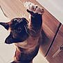 Ohana participe au concours pour gagner de l'argent avec cette photo : cat, curious, claws, kitchen, cabinet, tile_floor, indoor, pet, whiskers, playful, brown_fur, black_fur, white_paws, upward_gaze, standing, shadow, domestic, animal, feline, close_up