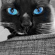 Ohana a rejoint le concours — aidez-le/la à gagner de superbes lots ! cat, close_up, blue_eyes, black_and_white, whiskers, texture, fabric, curious, pet, animal, portrait, face, feline, resting, indoor, soft_light, quiet, focus, sharp, detailed