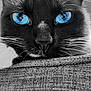 cat, close_up, blue_eyes, black_and_white, whiskers, texture, fabric, curious, pet, animal, portrait, face, feline, resting, indoor, soft_light, quiet, focus, sharp, detailed