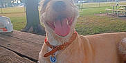 Lilly Sue is registered to the contest to win money with this photo: dog, smiling, tongue_out, collar, pet_tag, wooden_table, park, tree, grass, fence, daylight, outdoor, happy, canine, animal, playful, leisure, summer, nature, friendly