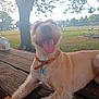 dog, smiling, tongue_out, collar, pet_tag, wooden_table, park, tree, grass, fence, daylight, outdoor, happy, canine, animal, playful, leisure, summer, nature, friendly