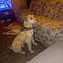 Lilly Sue is registered to the contest to win money with this photo: dog, living_room, couch, carpet, television, floral_pattern, pet, indoor, relaxing, animal, furniture, pillow, brown_dog, sitting, lying_down, home, domestic_animal, watching_tv, quiet, evening