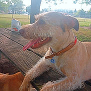 Lilly Sue joined the competition — help win amazing prizes! dog, park, picnic_table, orange_juice_jug, tree, grass, fence, collar, tag, panting, sunlight, outdoor, pet, animal, happy, wood, fur, tongue, daytime, nature