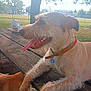 dog, park, picnic_table, orange_juice_jug, tree, grass, fence, collar, tag, panting, sunlight, outdoor, pet, animal, happy, wood, fur, tongue, daytime, nature