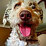 Lilly Sue is registered to the contest to win money with this photo: dog, close_up, tongue_out, curly_hair, nose, pet, animal, indoor, happy, playful, canine, collar, fur, muzzle, expression, domestic_animal, friendly, cute, portrait, whiskers