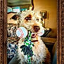 baseball, brown_nose, close_up, couch, curly_hair, decor, dog, floral_pattern, framed_photo, furniture, happy, indoor, lamp, living_room, mirror, pet, playful, portrait, rope_toy, toy
