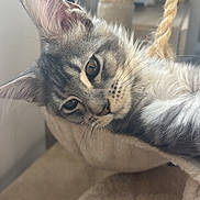 Ayko participe au concours pour gagner de l'argent avec cette photo : cat, kitten, gray_tabby, fur, whiskers, ear, eye, cat_hammock, rope, scratching_post, indoor, pet, close_up, relaxing, cozy, furniture, sunlight, soft_texture, cute, animal