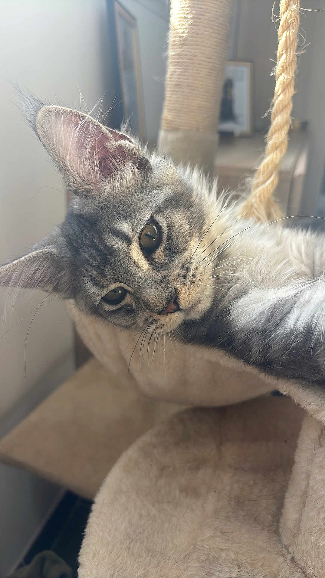 Ayko participe au concours pour gagner de l'argent avec cette photo : cat, kitten, gray_tabby, fur, whiskers, ear, eye, cat_hammock, rope, scratching_post, indoor, pet, close_up, relaxing, cozy, furniture, sunlight, soft_texture, cute, animal