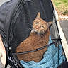 Simba is registered to the contest to win money with this photo: animal, blanket, blue_blanket, cat, daytime, feline, grass, house, leisure, mesh_cover, orange_cat, outdoor, pet_stroller, resting, sidewalk, street, suburban, transport, trees, vehicle