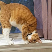 Simba is registered to the contest to win money with this photo: animal, cat, curtains, cute, daylight, domestic_cat, feline, funny_pose, fur, head_press, indoor, orange_cat, pet, playful, screen, tile_wall, whiskers, white_paws, window, windowsill