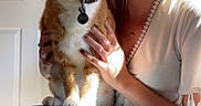 Simba is registered to the contest to win money with this photo: blue_jeans, casual, cat, collar, curious, door, fingernails, hand, hat, indoor, lap, necklace, orange_cat, pet, portrait, shadow, sitting, sunlight, white_top, woman