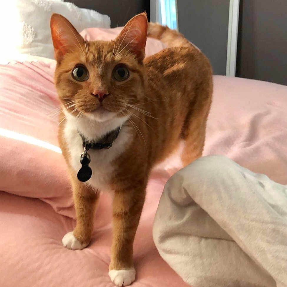 Simba