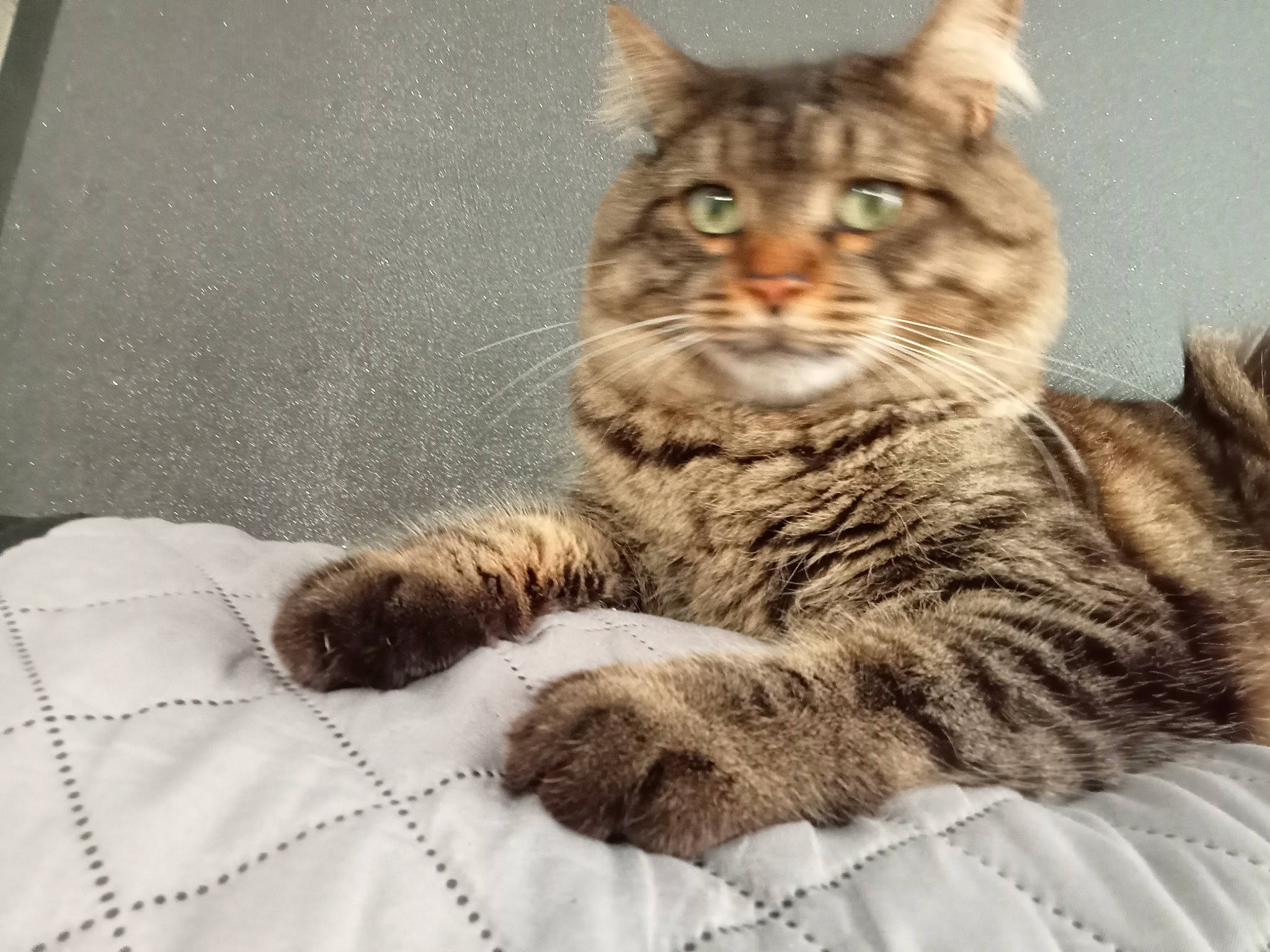 Pitchou a rejoint le concours — aidez-le/la à gagner de superbes lots ! carnivore, cat, claw, comfort, domestic_short_haired_cat, eye, felidae, fur, linens, pattern, paw, plaid, sitting, small_to_medium_sized_cats, snout, tail, terrestrial_animal, whiskers, wildlife