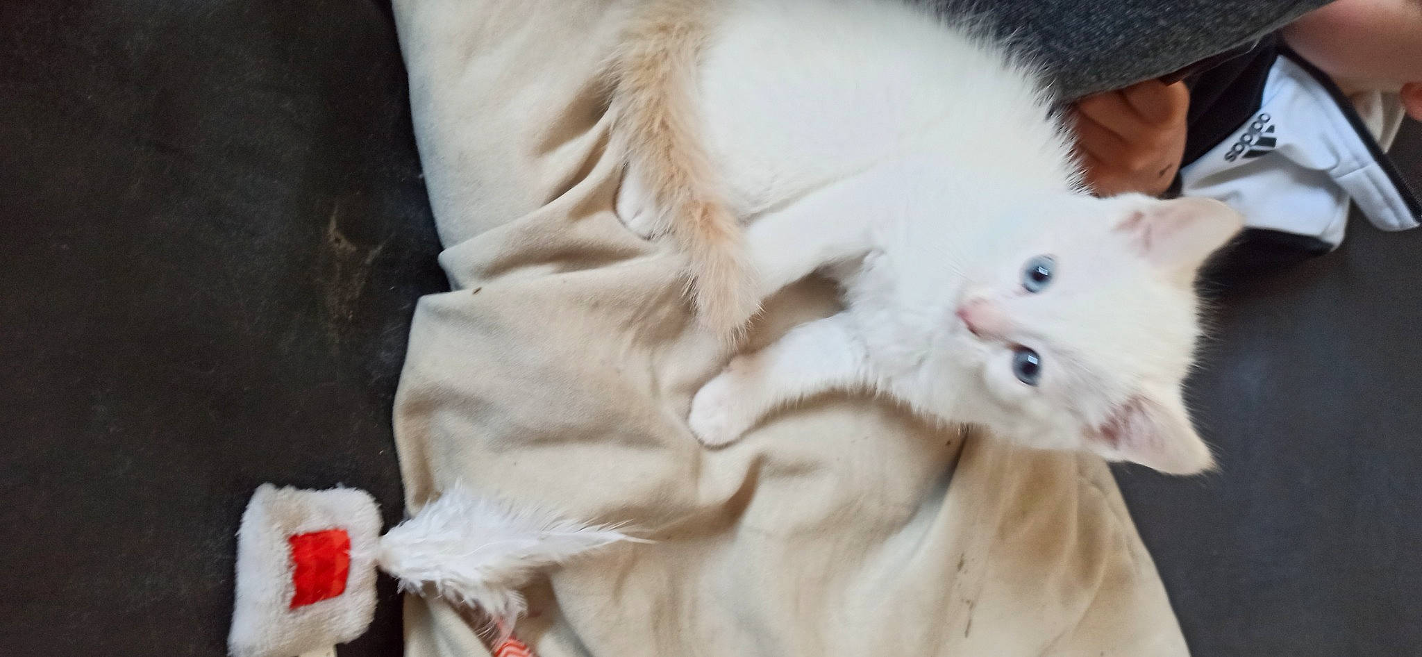 Saphir a rejoint le concours — aidez-le/la à gagner de superbes lots ! carnivore, cat, claw, comfort, domestic_short_haired_cat, fawn, felidae, fur, gesture, paw, small_to_medium_sized_cats, snout, tail, whiskers, window