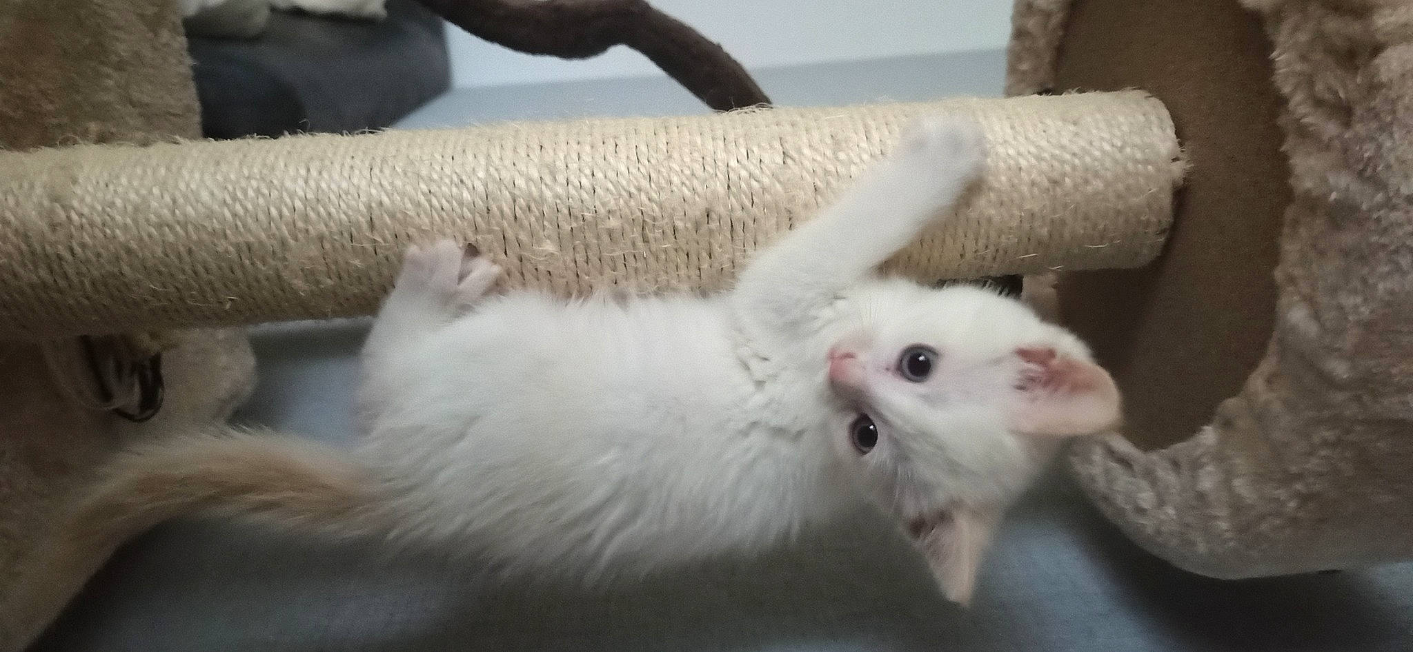 Saphir participe au concours pour gagner de l'argent avec cette photo : canidae, carnivore, cat, claw, comfort, dog_breed, domestic_short_haired_cat, fawn, felidae, foot, fur, paw, small_to_medium_sized_cats, snout, tail, terrestrial_animal, whiskers