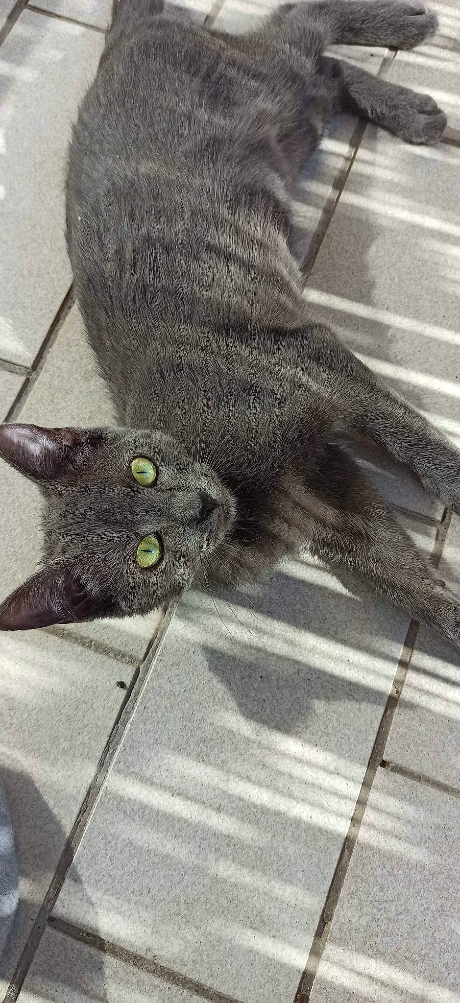 Ruby a rejoint le concours — aidez-le/la à gagner de superbes lots ! automotive_tire, black_cat, carnivore, cat, claw, comfort, domestic_short_haired_cat, felidae, flooring, foot, fur, grey, human_leg, pattern, paw, small_to_medium_sized_cats, snout, tail, whiskers, woolen