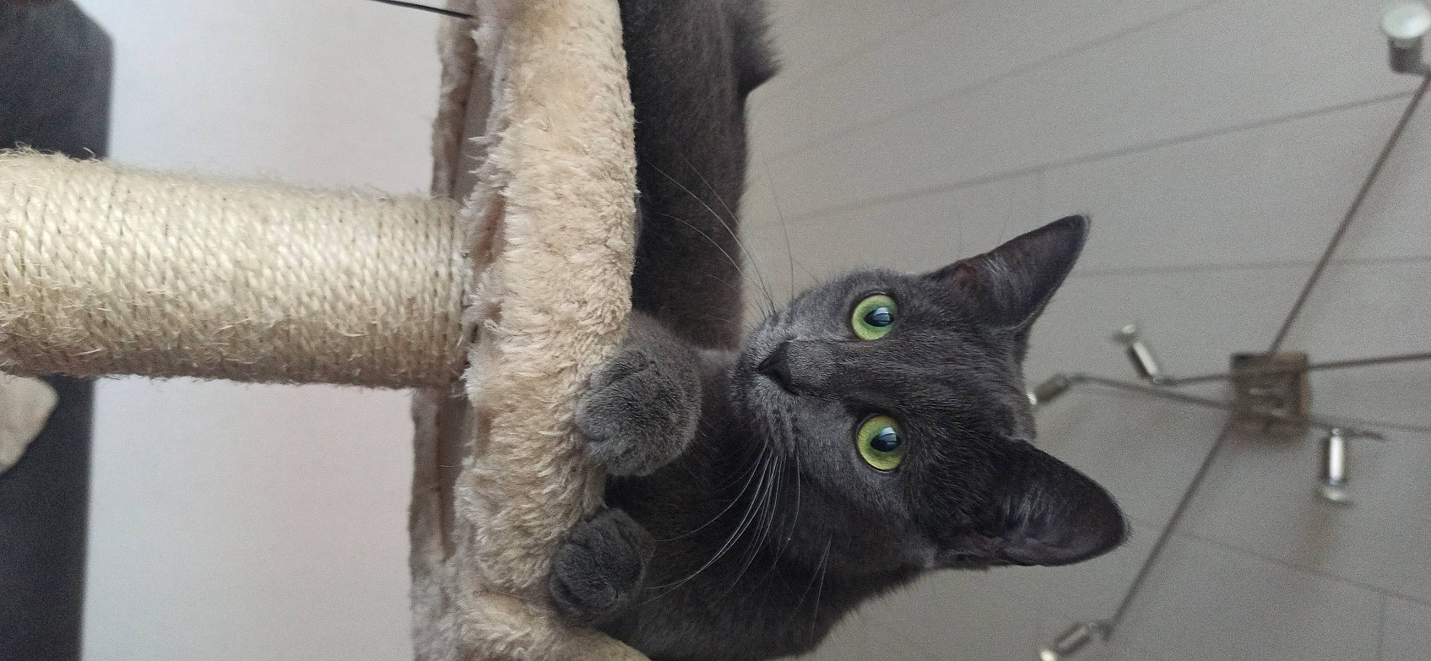 Ruby a rejoint le concours — aidez-le/la à gagner de superbes lots ! black_cat, bombay, carnivore, cat, chartreux, claw, domestic_short_haired_cat, ear, eye, felidae, fur, grey, leg, small_to_medium_sized_cats, snout, tail, twig, whiskers, window, wood