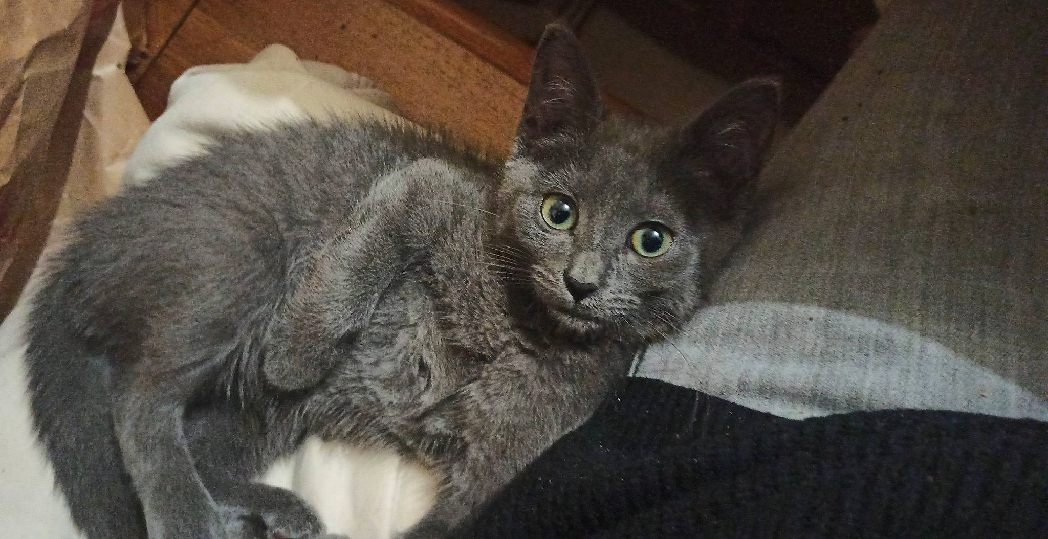 Ruby a rejoint le concours — aidez-le/la à gagner de superbes lots ! carnivore, cat, claw, comfort, domestic_short_haired_cat, felidae, fur, grey, paw, russian_blue, sitting, small_to_medium_sized_cats, snout, tail, terrestrial_animal, whiskers