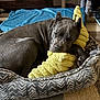 dog, bed, plush_toy, gray_dog, sleeping, pet_bed, indoor, floor, wooden_floor, cozy, resting, canine, toy, fur, animal, pet_accessory, home, carpet, blanket, quiet
