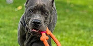 Leonidas joined the competition — help win amazing prizes! dog, gray_dog, toy, orange_toy, bone_shaped_toy, grass, outdoor, pet, animal, playing, walking, canine, lawn, daylight, active, close_up, muzzle, ears, collar, focused