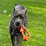 dog, gray_dog, toy, orange_toy, bone_shaped_toy, grass, outdoor, pet, animal, playing, walking, canine, lawn, daylight, active, close_up, muzzle, ears, collar, focused