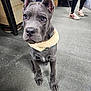 puppy, dog, gray_dog, indoor, floor, jacket, pet, canine, ears, fur, looking_up, waiting, domestic_animal, animal, cute, young_dog, person_legs, shoes, concrete_floor, casual