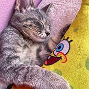 Kiki is registered to the contest to win money with this photo: kitten, cat, sleeping, plush_toy, spongebob, gray_fur, close_up, indoor, soft_texture, pink_background, cute, pet, animal, cozy, resting, feline, toy, cuddle, domestic_animal, young