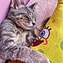 kitten, cat, sleeping, plush_toy, spongebob, gray_fur, close_up, indoor, soft_texture, pink_background, cute, pet, animal, cozy, resting, feline, toy, cuddle, domestic_animal, young