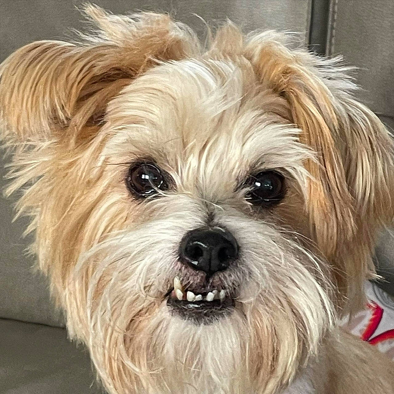 Sydney joined the competition — help win amazing prizes! biewer_terrier, blond, canidae, carnivore, companion_dog, dog, dog_breed, dog_supply, fur, liver, maltepoo, small_terrier, snout, sporting_group, terrestrial_animal, terrier, toy_dog, working_animal, yorkipoo, yorkshire_terrier