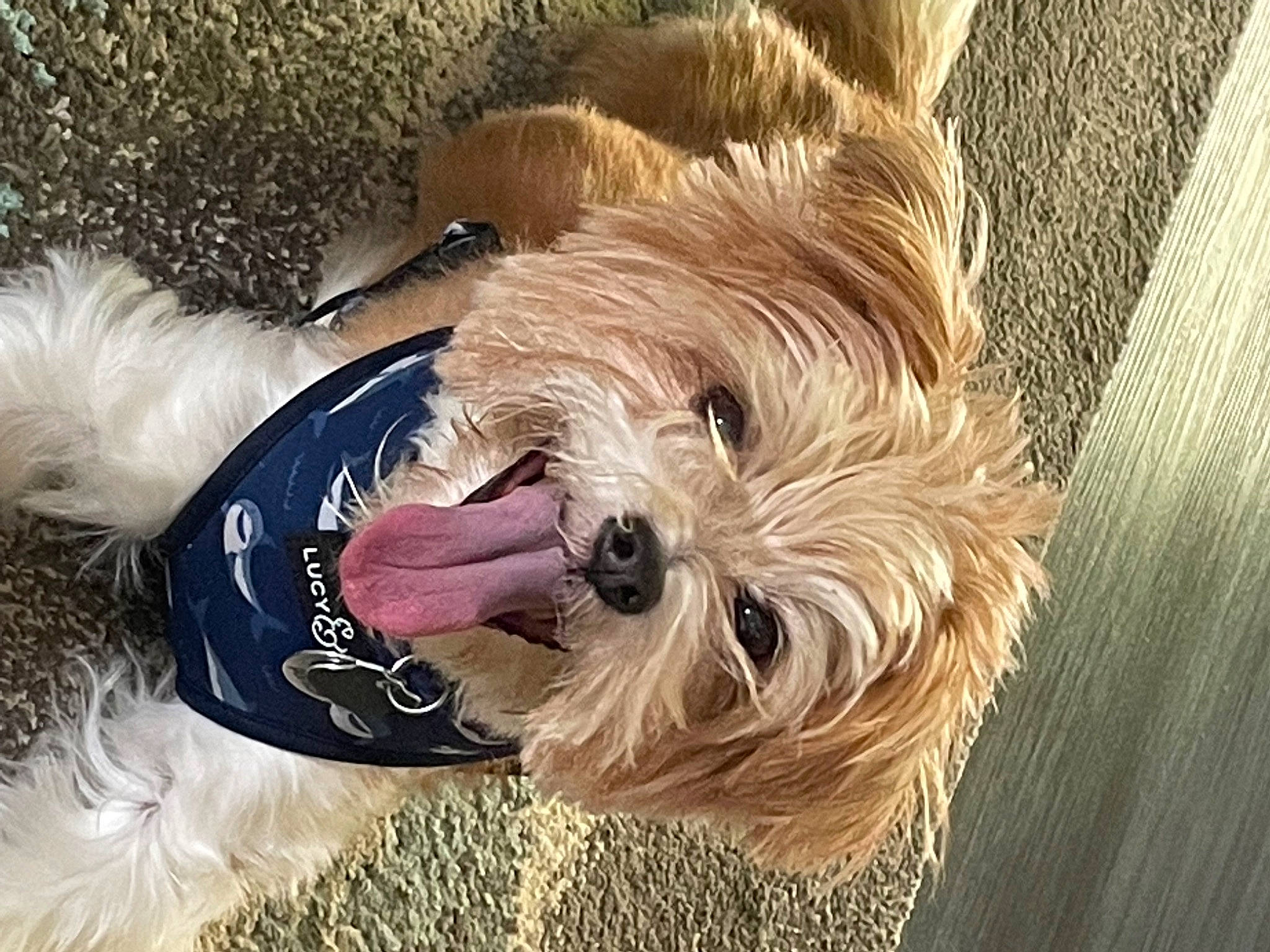Sydney joined the competition — help win amazing prizes! canidae, carnivore, collar, companion_dog, dog, dog_breed, dog_clothes, dog_collar, dog_supply, fashion_accessory, fur, liver, pet_supply, small_terrier, snout, sporting_group, terrier, toy_dog, wood, working_animal