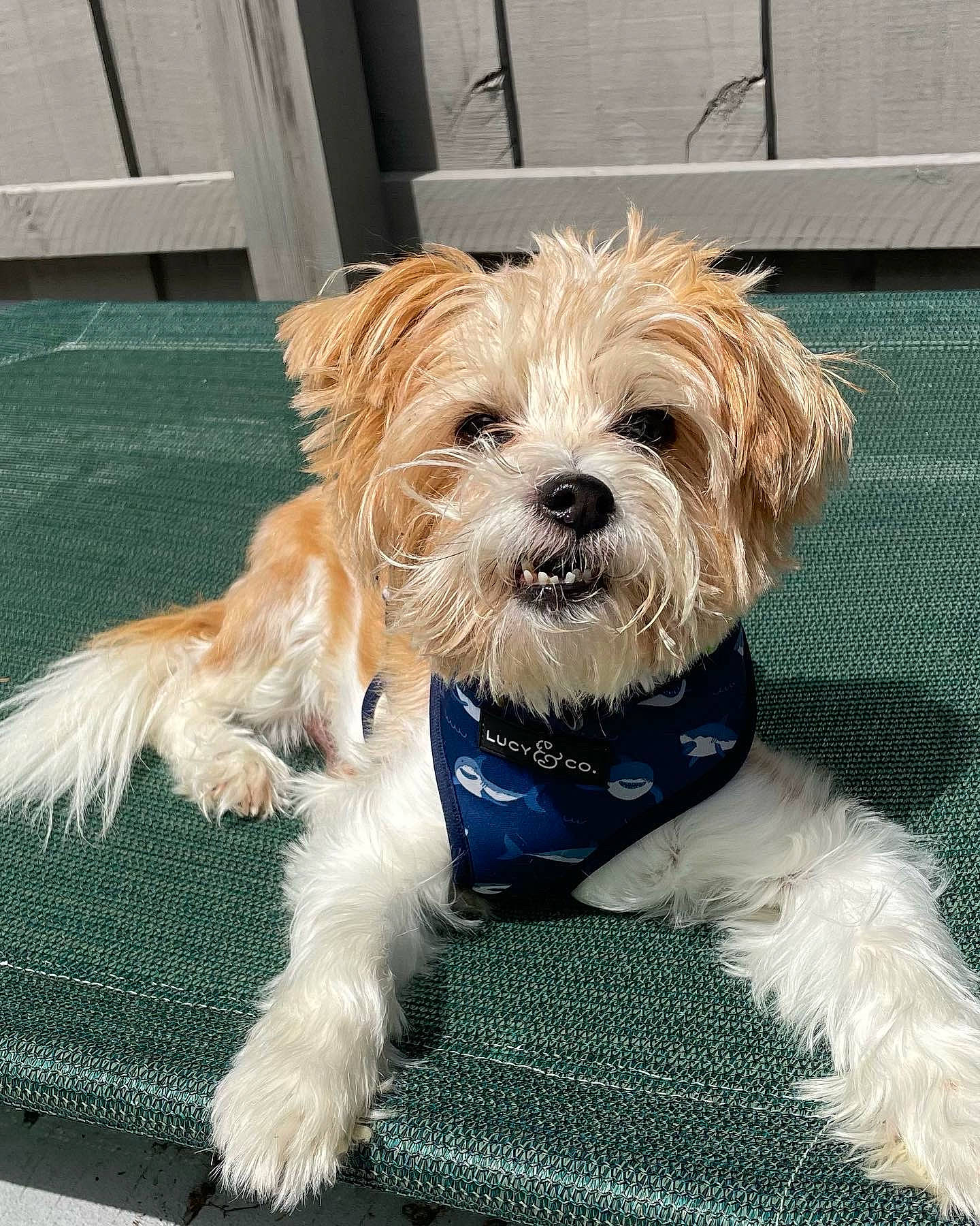 Sydney joined the competition — help win amazing prizes! canidae, carnivore, collar, companion_dog, dog, dog_breed, dog_collar, dog_supply, fawn, fur, leash, liver, maltepoo, small_terrier, snout, sporting_group, terrier, toy_dog, working_animal, yorkipoo