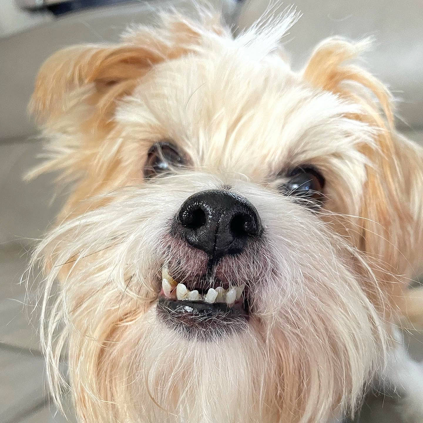 Sydney is registered to the contest to win money with this photo: biewer_terrier, canidae, carnivore, companion_dog, dog, dog_breed, ear, fur, liver, maltepoo, puppy, puppy_love, shih_poo, small_terrier, snout, sporting_group, terrier, toy_dog, whiskers, working_animal