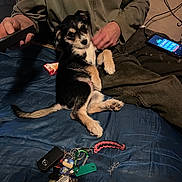 Toto joined the competition — help win amazing prizes! black_and_tan, blanket, casual, clothing, couch, dog, domestic_animal, fur, hand, human_interaction, indoor, keys, lying_down, person, pet, puppy, relaxed, resting, smartphone, toy_keychain