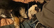 Toto joined the competition — help win amazing prizes! bedspread, belt, black, casual, closeup, comfort, companion, cozy, dog, fabric, fur, indoor, jeans, nap, pattern, person, relaxing, resting, sleeping, tan