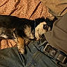 bedspread, belt, black, casual, closeup, comfort, companion, cozy, dog, fabric, fur, indoor, jeans, nap, pattern, person, relaxing, resting, sleeping, tan