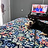 Toto joined the competition — help win amazing prizes! animal, bed, blanket, canine, casual, chewing, colorful, dog, floral_pattern, furniture, gray_wall, indoor, leash, living_room, news_report, open_door, pet, puppy, resting, television